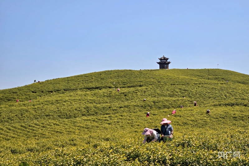 云遇丰收节·采茶春山上｜安徽郎溪：一叶金黄万缕茶香(图1)